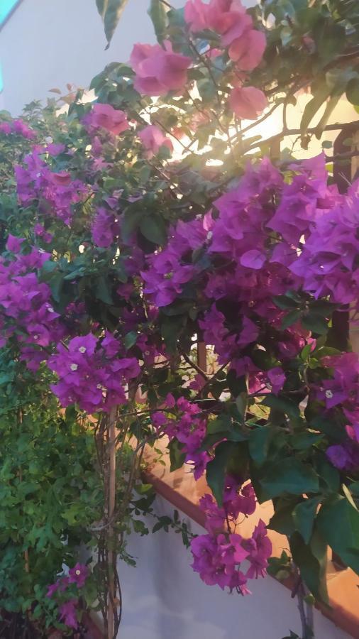 My Little House - Appartamento Con Patio E Parcheggio Privato A 5 Minuti Dalla Spiaggia E Dal Centro 特罗佩阿 外观 照片