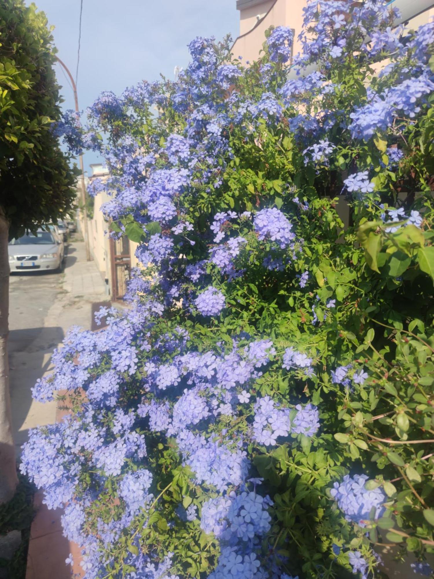 My Little House - Appartamento Con Patio E Parcheggio Privato A 5 Minuti Dalla Spiaggia E Dal Centro 特罗佩阿 外观 照片