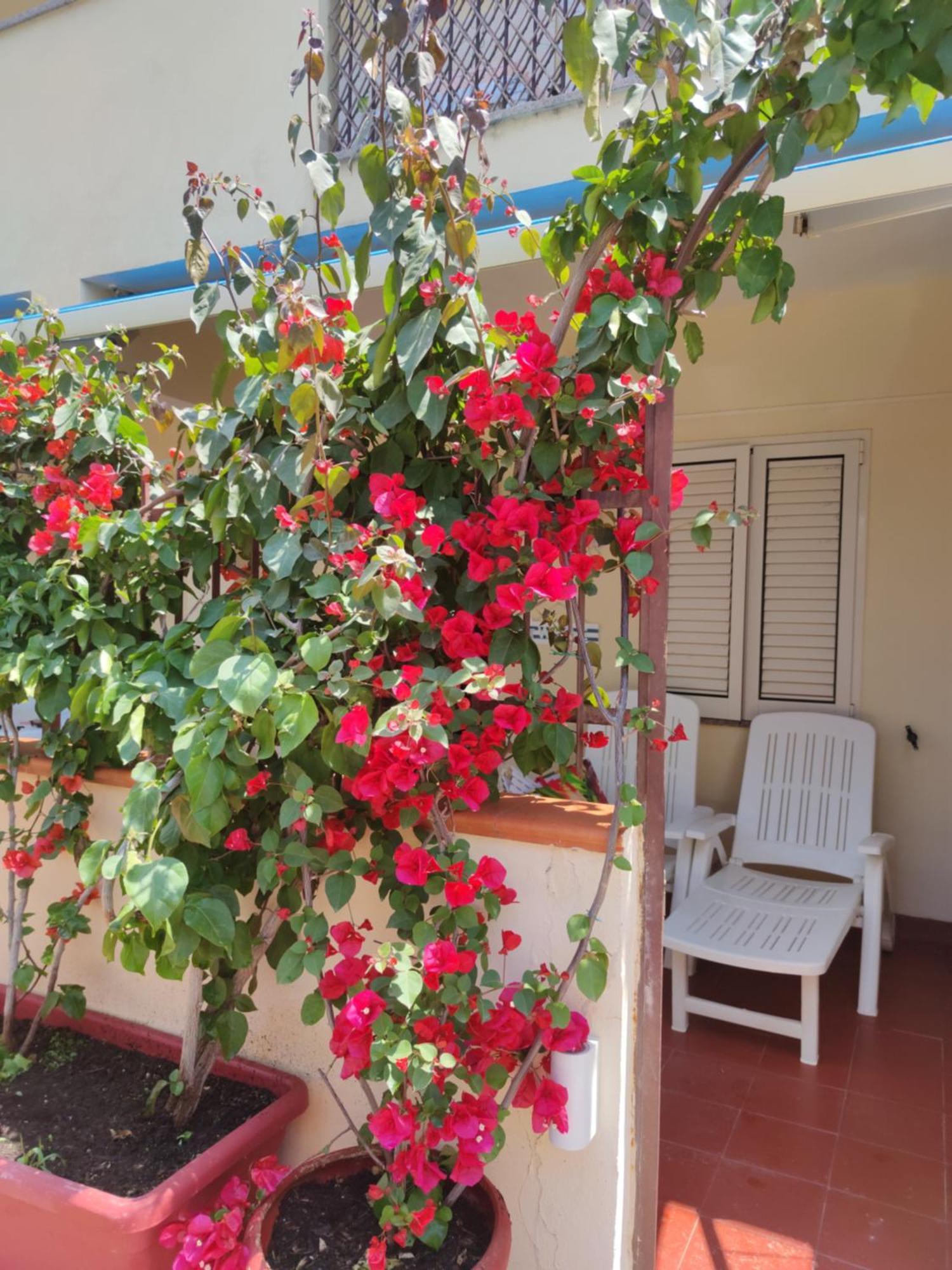 My Little House - Appartamento Con Patio E Parcheggio Privato A 5 Minuti Dalla Spiaggia E Dal Centro 特罗佩阿 外观 照片